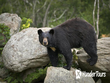 Ketchikan Shore Excursion: Alaska Rainforest Sanctuary Walking Tour