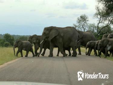 Kruger National Park 3 Days 2 Nights Classic Safari from Johannesburg