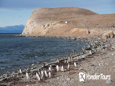 Magdalena Island Penguin Tour by Boat from Punta Arenas