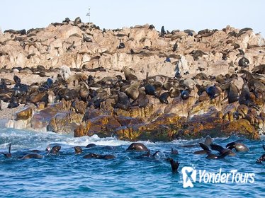 Marine Big 5 Adventure from Cape Town Marine Big 5 Adventure from Cape Town