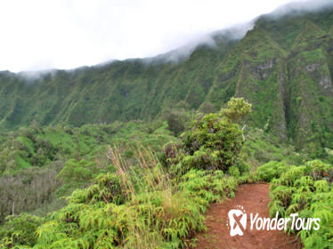 Oahu Shore Excursion: Rainforest Hiking Adventure
