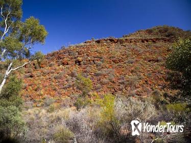 Palm Valley 4WD Tour from Alice Springs Palm Valley 4WD Tour from Alice Springs