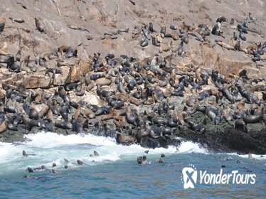Palomino Islands Tour Plus Swimming with Sea Lions Experience