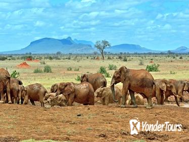 Private 3-Day Tsavo Safari from Mombasa