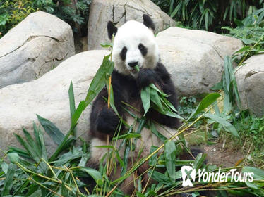 Private Day Tour: Chengdu Panda Breeding Base and Sanxingdui Museum