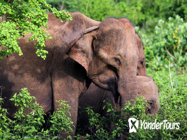 Private Day Tour: Udawalawe National Park Safri From Hikkaduwa