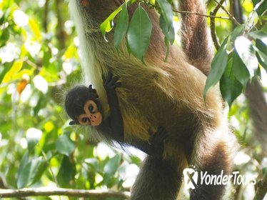 Private Day Trip to Cobá and Monkey Adventure at Punta Laguna