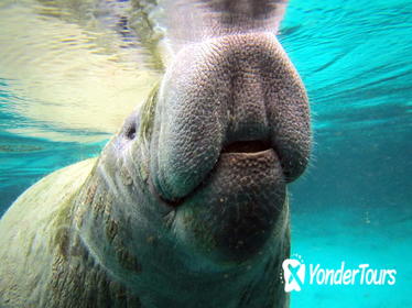 Private Manatee Tour Private Manatee Tour