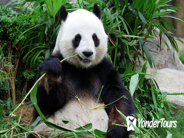 Private Tour: Day Trip to Panda Highlights In and Around Chengdu Private Tour: Day Trip to Panda Highlights In and Around Chengdu