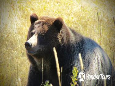 Private Yellowstone Wildlife Tour
