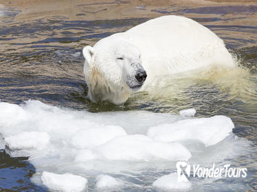 Ranua Zoo Private Half-Day Tour from Rovaniemi with Finnhorse Sleigh Ride