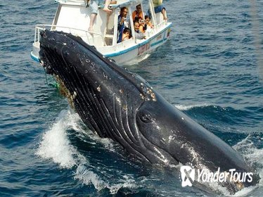 Samaná Peninsula Whale-Watching Tour from Punta Cana Samaná Peninsula Whale-Watching Tour from Punta Cana