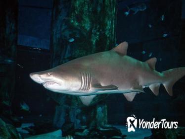SEA LIFE Istanbul General Admission SEA LIFE Istanbul General Admission