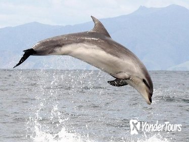 Ship Cove and Dolphin Eco-Tour Cruise Ship Cove and Dolphin Eco-Tour Cruise