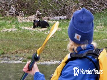 Small-Group Kayaking in Resurrection Bay from Seward