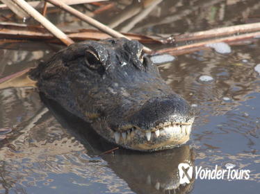 Small-Group Tour: Everglades Adventure Day Trip from Ft Lauderdale