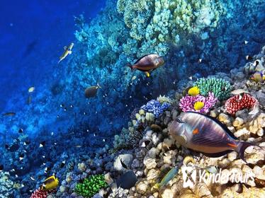 Snorkeling Tour from Roatan Island, Honduras