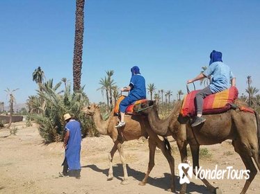 Sunset camel ride in the palm groove of Marrakech