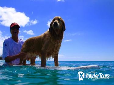 Surf Lessons on the North Shore of Oahu