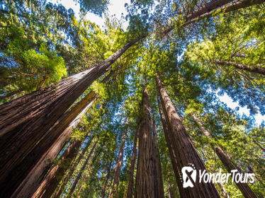 The Ultimate Day in the Bay Including Muir Woods