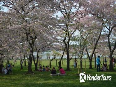 Washington DC Cherry Blossom Segway Tour