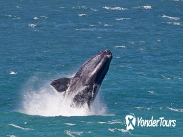 Whale Watching Day Trip from Cape Town Whale Watching Day Trip from Cape Town