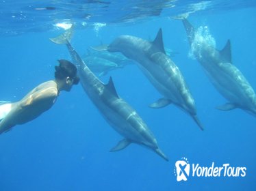 Wild Dolphins and Reef Snorkel Kealakekua Bay Wild Dolphins and Reef Snorkel Kealakekua Bay