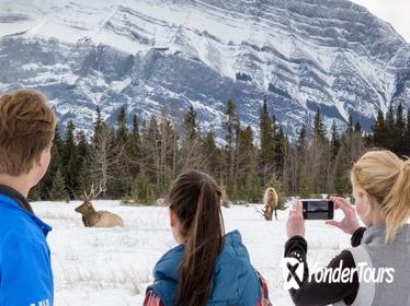Winter Tour: Banff and Its Wildlife Winter Tour: Banff and Its Wildlife