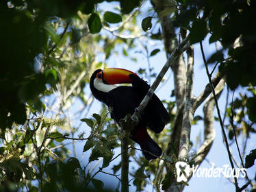 Yacutinga Lodge - Birds of the Jungle Yacutinga Lodge - Birds of the Jungle