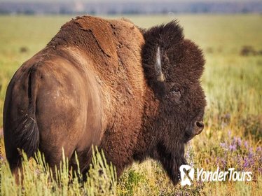 Yellowstone National Park and Wildlife Small-Group Tour