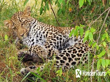 3-Day Maasai Mara Private Safari at AA Lodge from Nairobi
