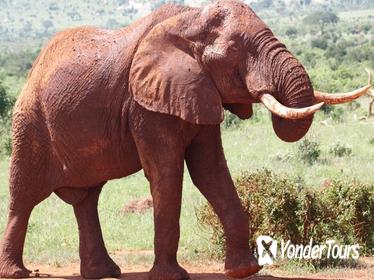 3days Best of Tsavo East & Tsavo West Wildlife Safari From Mombasa 3days Best of Tsavo East & Tsavo West Wildlife Safari From Mombasa