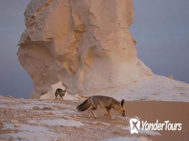 Overnight Camping at the White and Black Desert Bahareya oasis from Cairo