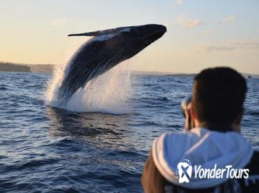 Sydney Whale-Watching by Speed Boat Sydney Whale-Watching by Speed Boat
