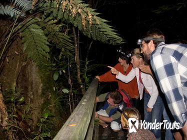 Puketi Rainforest Guided Walks