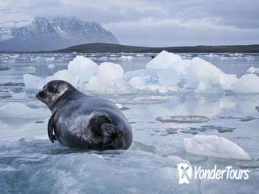 Jökulsárlón Glacial Lagoon Day Trip from Reykjavik