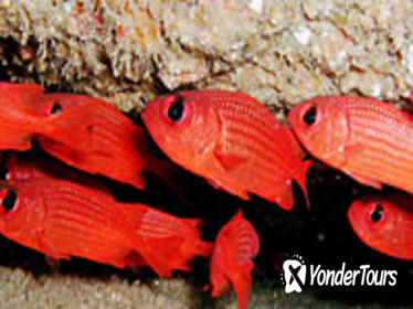 Discover Scuba Diving Around Los Cabos