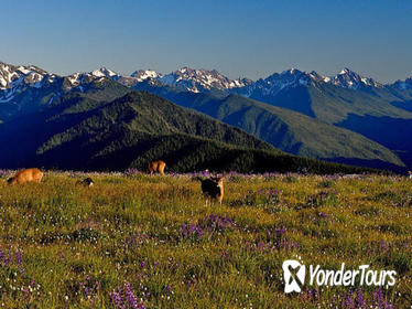 Olympic National Park Small-Group Tour from Seattle