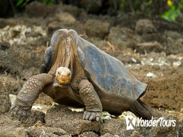 5-Day Galapagos Islands Exploration