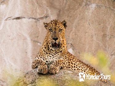 Watch Leopard, Elephant, Sloth Bear and Blue Whale in the Wild Watch Leopard, Elephant, Sloth Bear and Blue Whale in the Wild